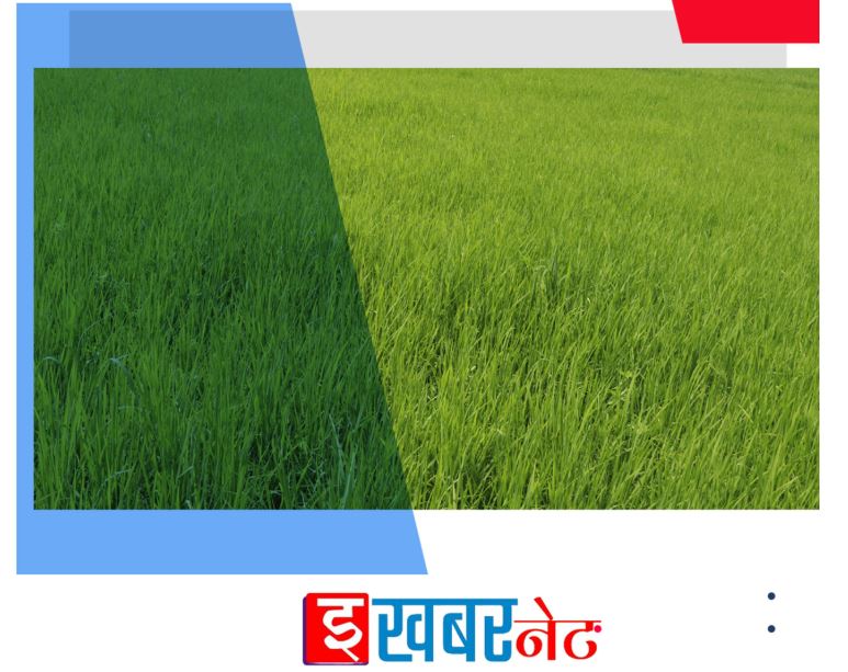 सरकारले तोक्यो धानको न्यूनतम समर्थन मूल्य