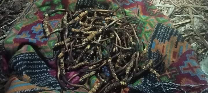 मुगुका पाटन जेठ १३ देखि खुला, यार्सा संकलनका लागि प्रवेश शुल्क तोकियो