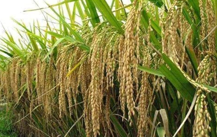 २३ औँ राष्ट्रिय धान दिवस : जलवायुमैत्री प्रविधिबाट धानमा आत्मनिर्भर बन्न सरकारको जोड