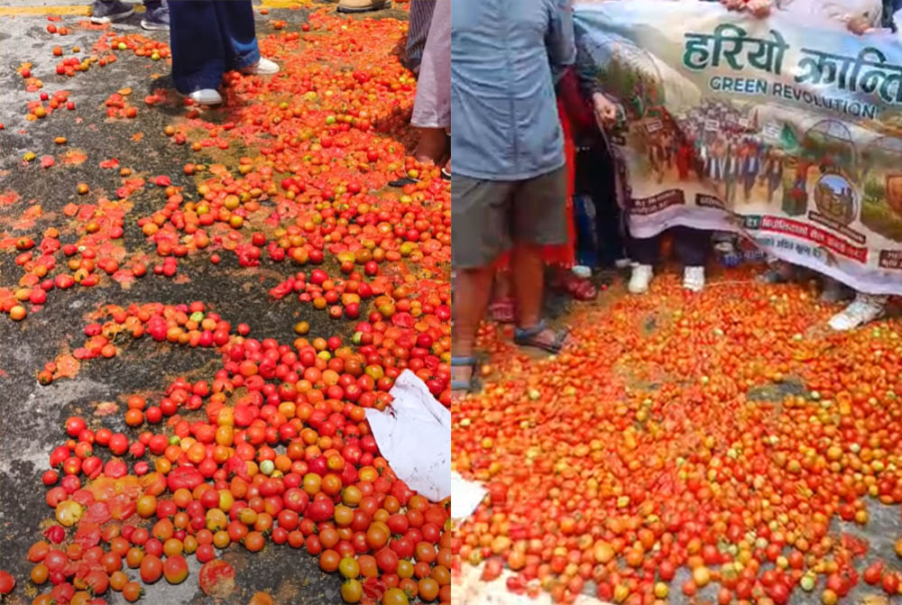 माइतीघर मण्डलामा टमाटर सडकमा फालेर किसानको प्रदर्शन