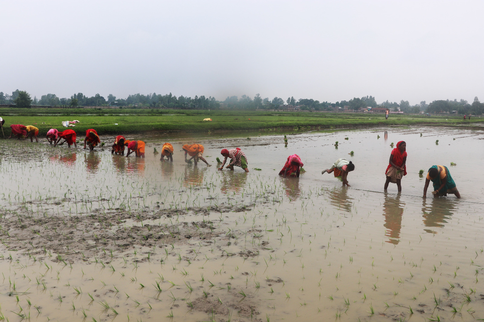 देशभर २४.९ प्रतिशत धान रोपाइँ, पर्याप्त वर्षा नहुँदा समस्या