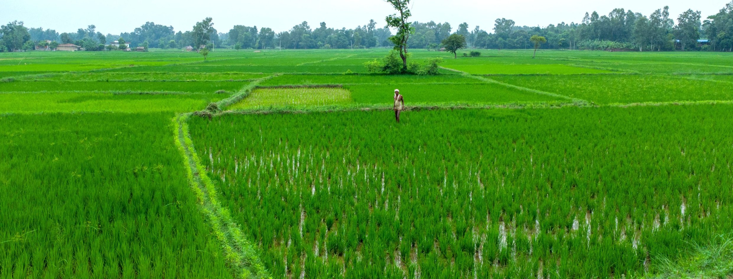 मधेसमा ९५ प्रतिशत रोपाइँ सम्पन्न