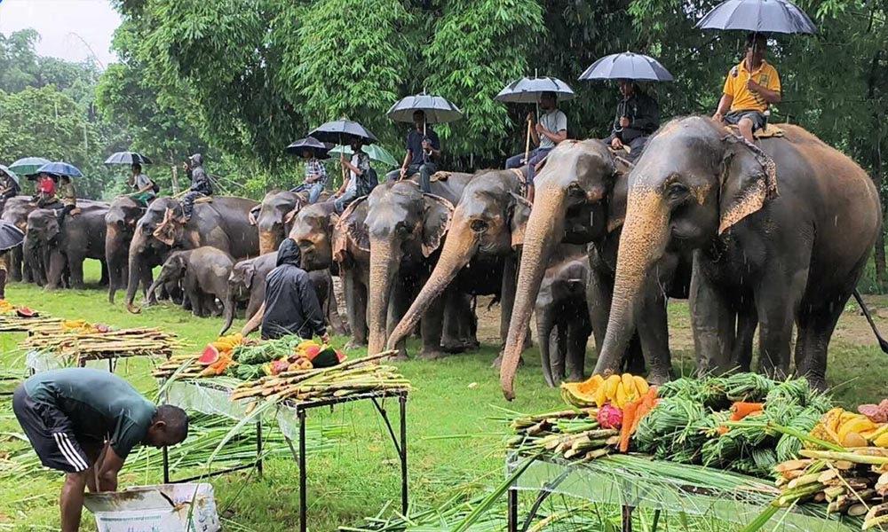 सौराहामा हात्तीलाई वनभोज