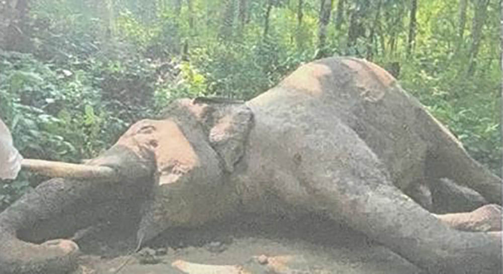 करेन्ट लागेर हात्ती ‘रोनाल्डो’ को मृत्यु, शव परीक्षणपछि गाडियो