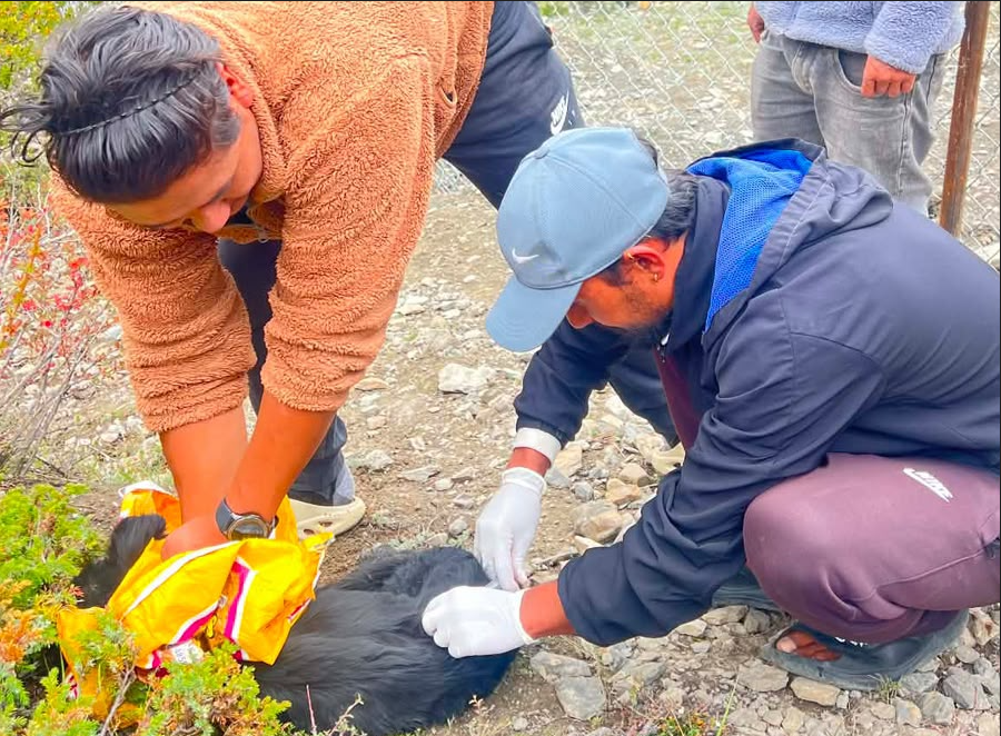 मनाङमा ४० बेवारिसे कुकुरलाई सेल्टर, जाडोका लागि आश्रयस्थल बनाउने तयारी