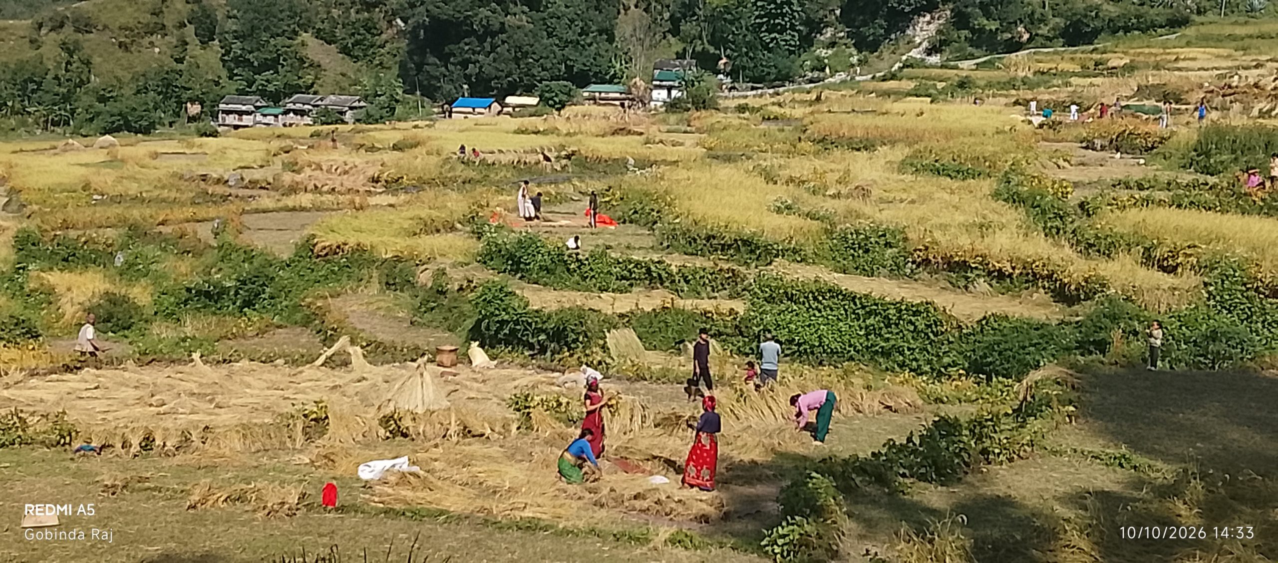 बाजुराका किसानलाई चाडपर्व भन्दा बाली भित्र्याउन चटारो