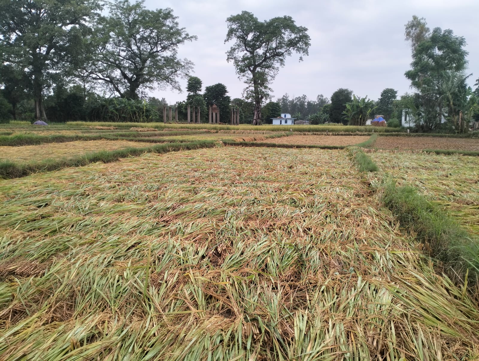 कैलालीमा भारी वर्षा, काटेको धानबालीमा क्षति