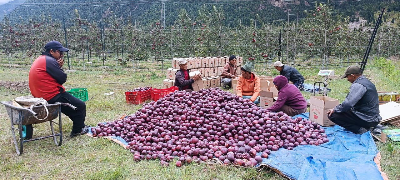 १० हजार टन स्याउ उत्पादनको अनुमान, निकासी भने ३० प्रतिशतमा सीमित