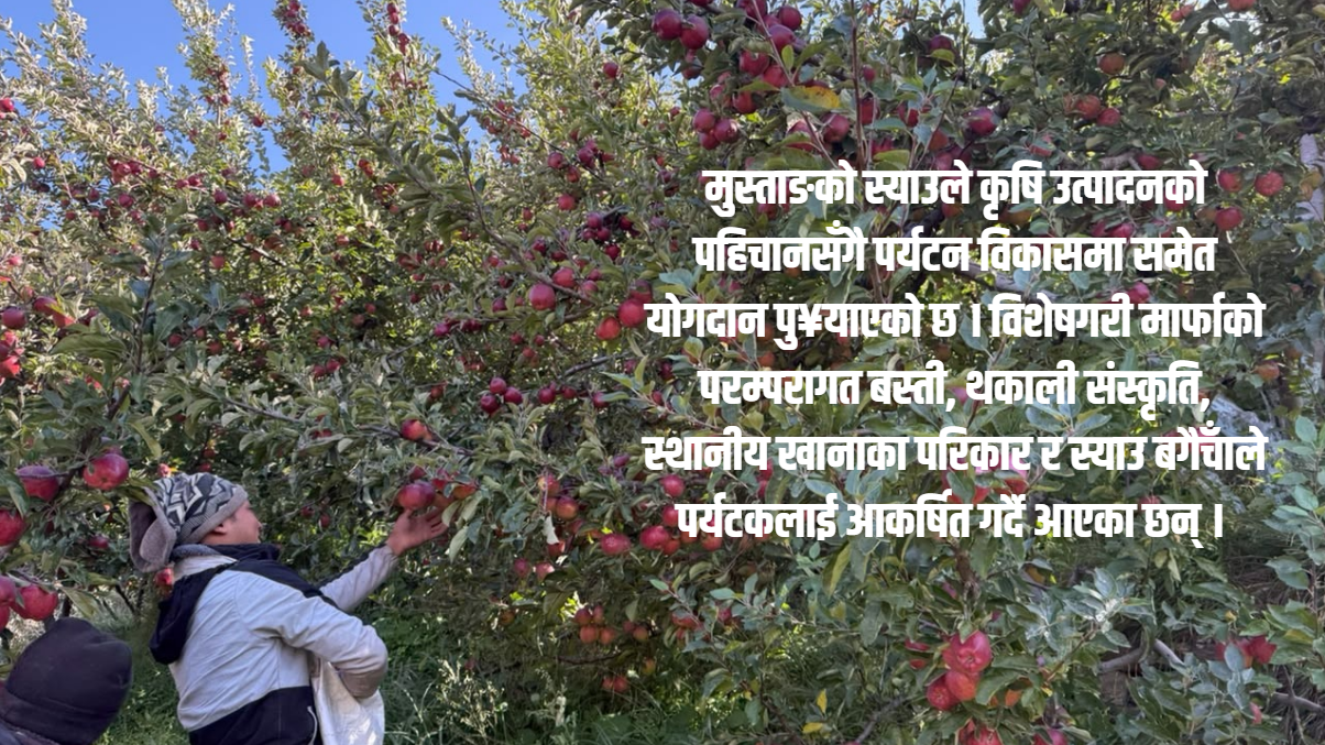 हिमालपारी ‘झ्याउ’ मानिएको ‘स्याउ’, जलवायु परिवर्तन र नयाँ चुनौतीको सामना गर्दै